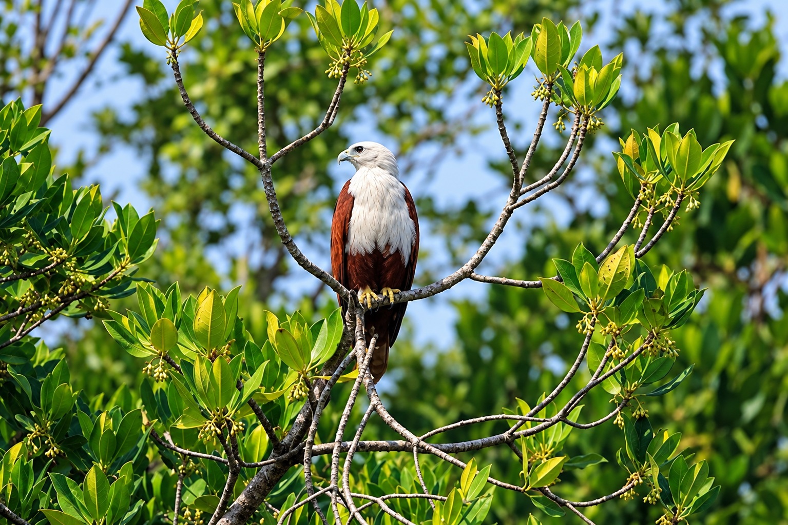 Brahminy kite (Haliastur indus)-Anawilundawa Bird Sanctuary